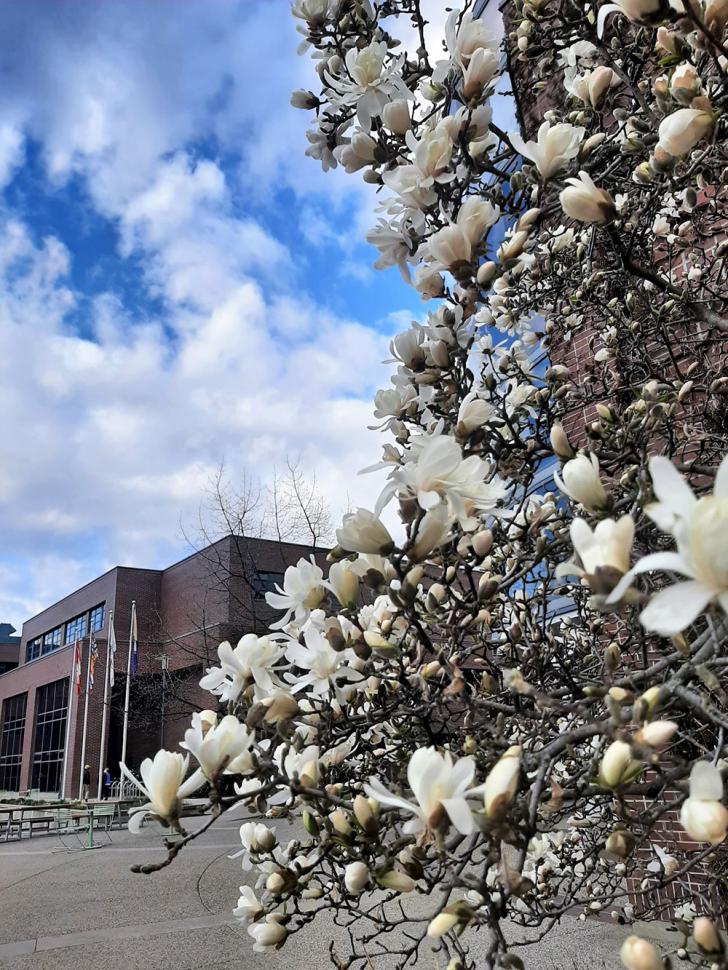 blossoms77_shelleyvanderburg