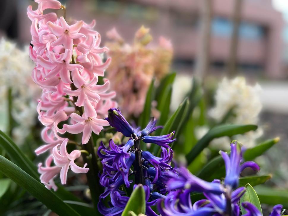 blossoms78_namanpreetlamba