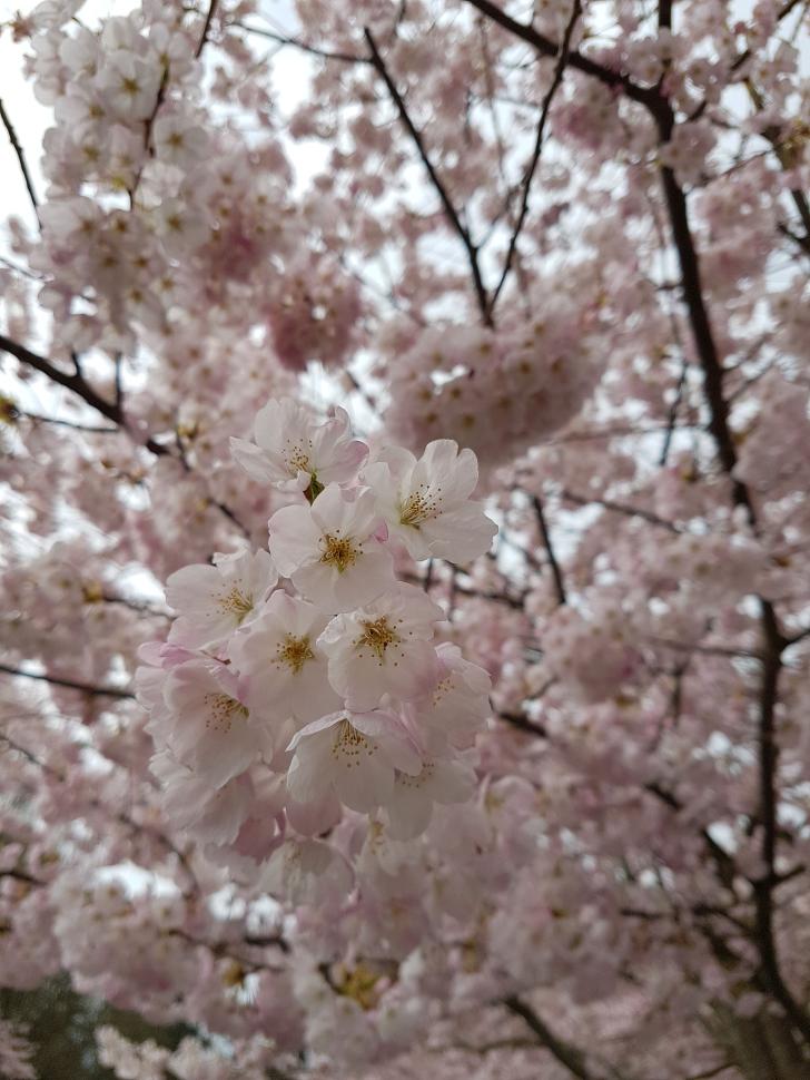 blossoms7_susanparker