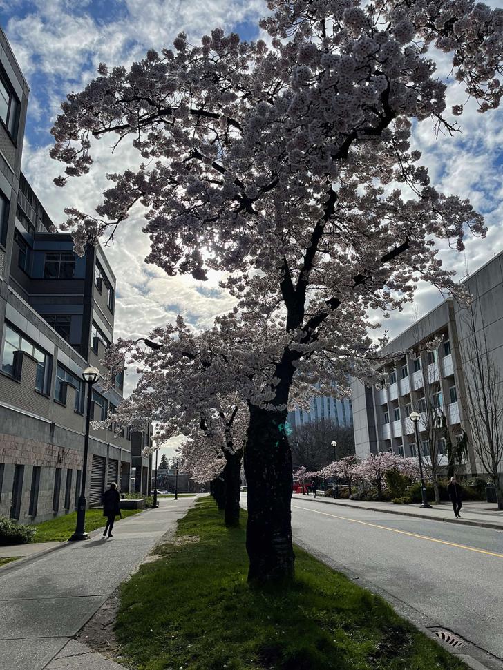 blossoms82_dominiqueweis