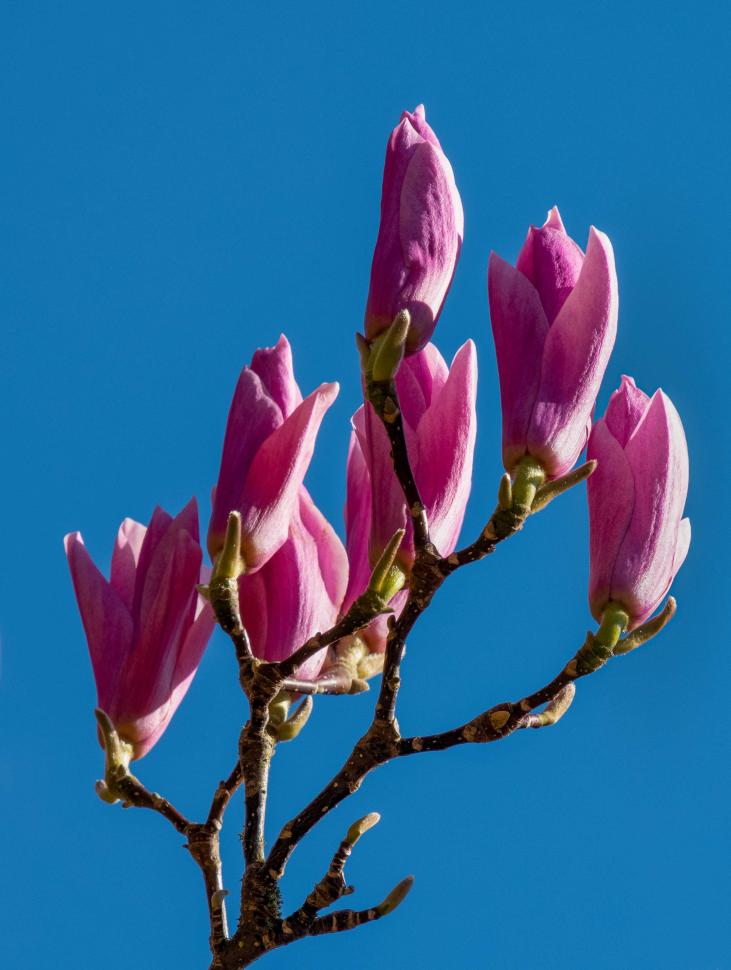 blossoms84_paulsteinbok