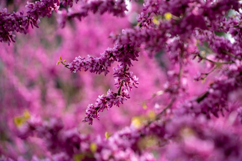 blossoms85_paulsteinbok