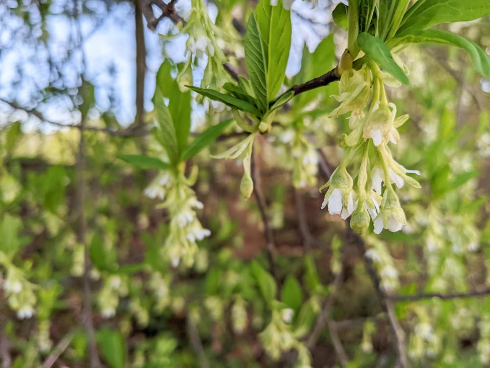 blossoms87_lauragrant