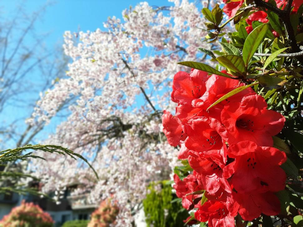 blossoms88_maryamasadi