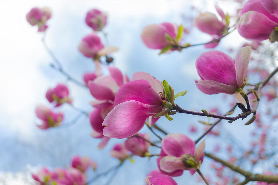 blossoms89_gabriellascu