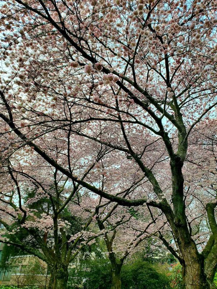 blossoms8_andreacheng