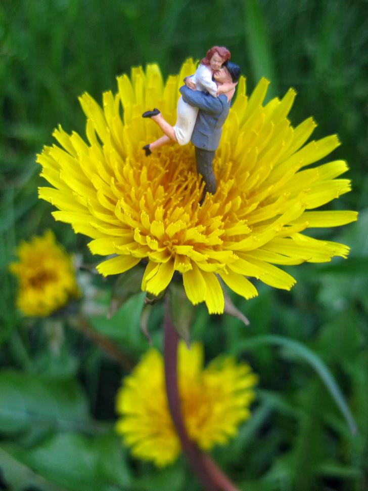 blossoms92_feliciadelaparra