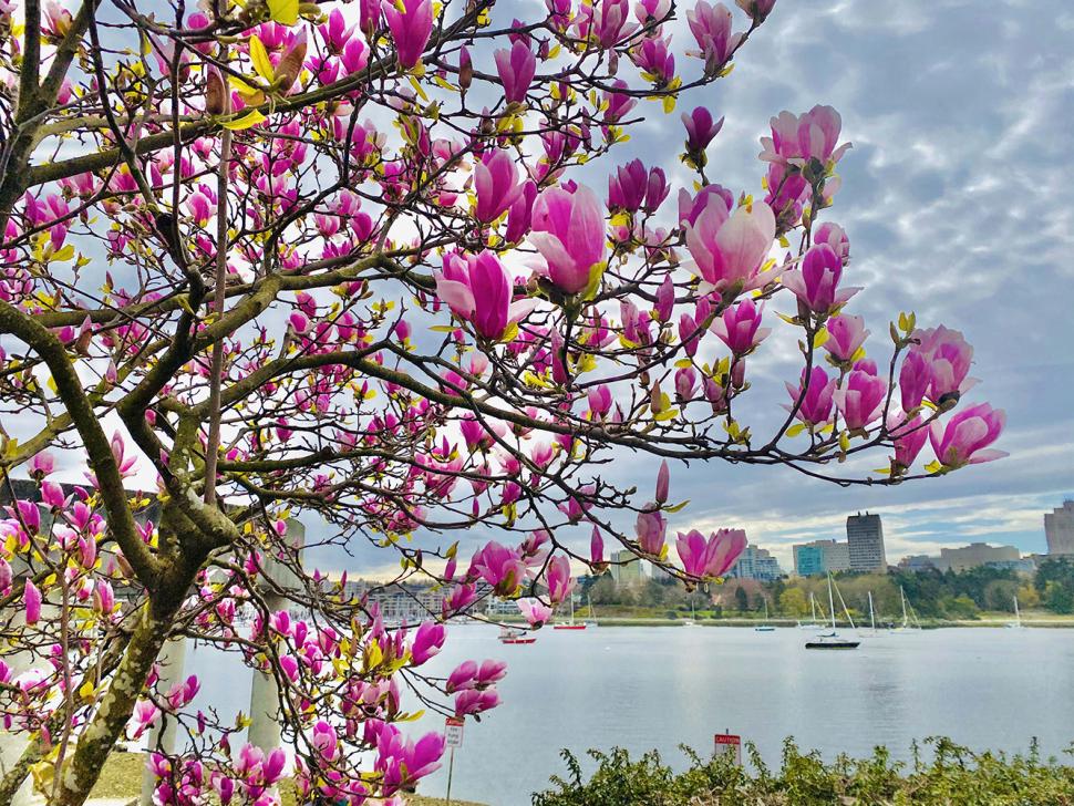 blossoms93_zeinabaalbaki