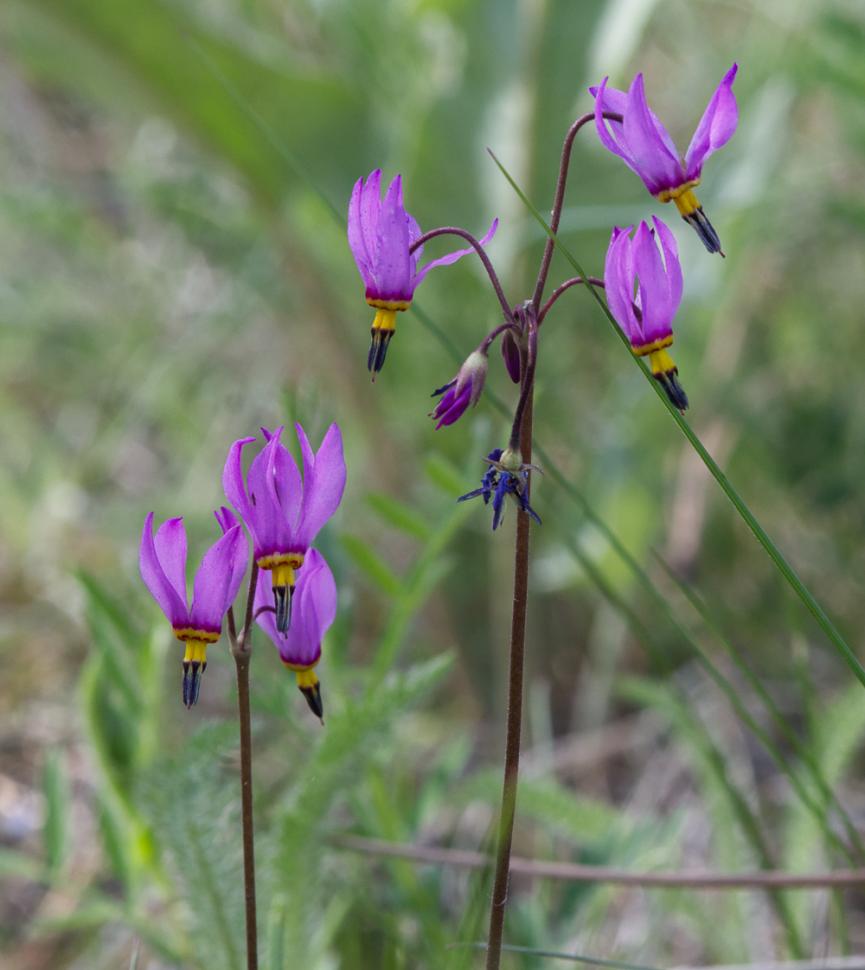 blossoms101_robertlalonde