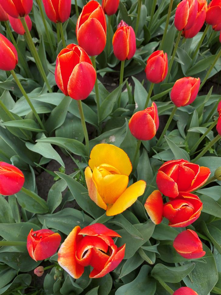 blossoms103_ismailrahman