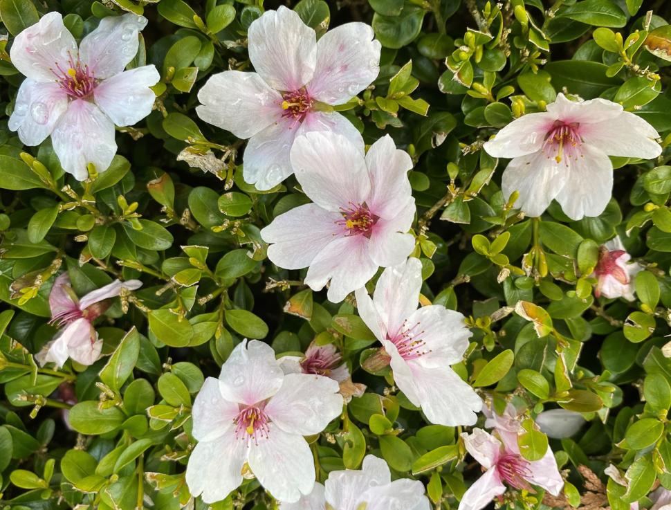 blossoms105_ismailrahman