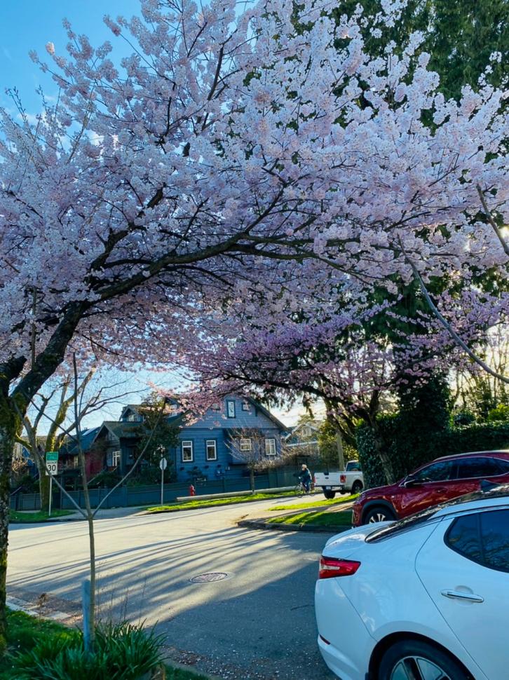 blossoms109_murveena