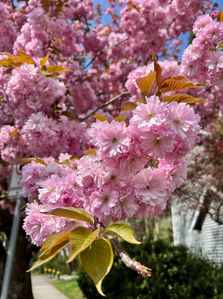 blossoms110_nicoledidiuk