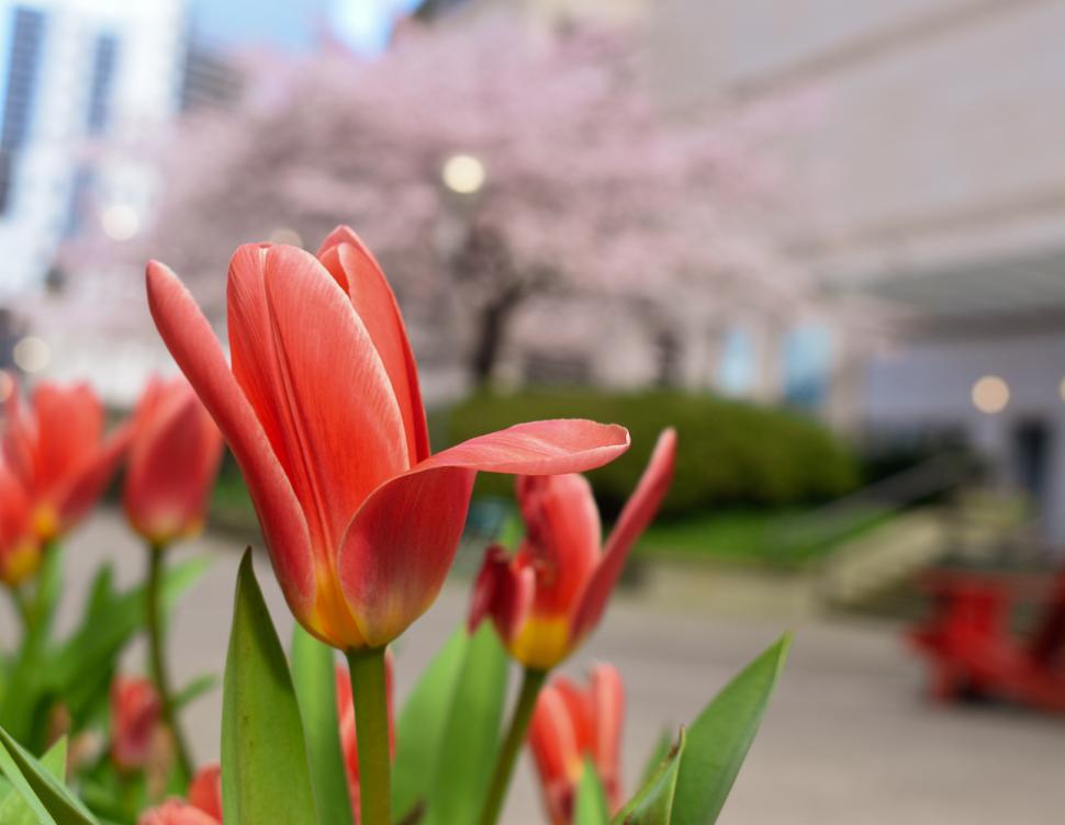 blossoms112_maryamkarandish