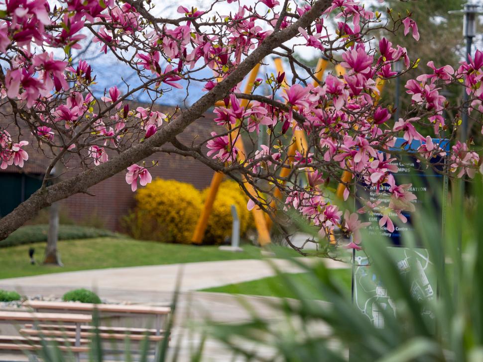 blossoms115_margoyacheshyn