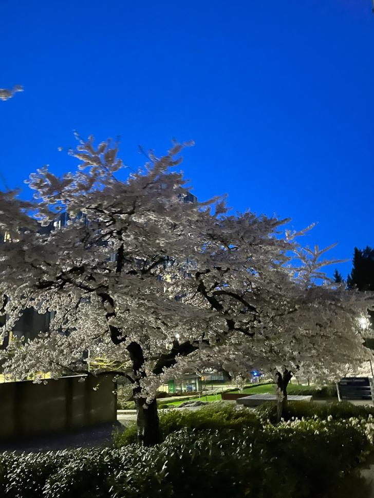 blossoms119_rubylazo