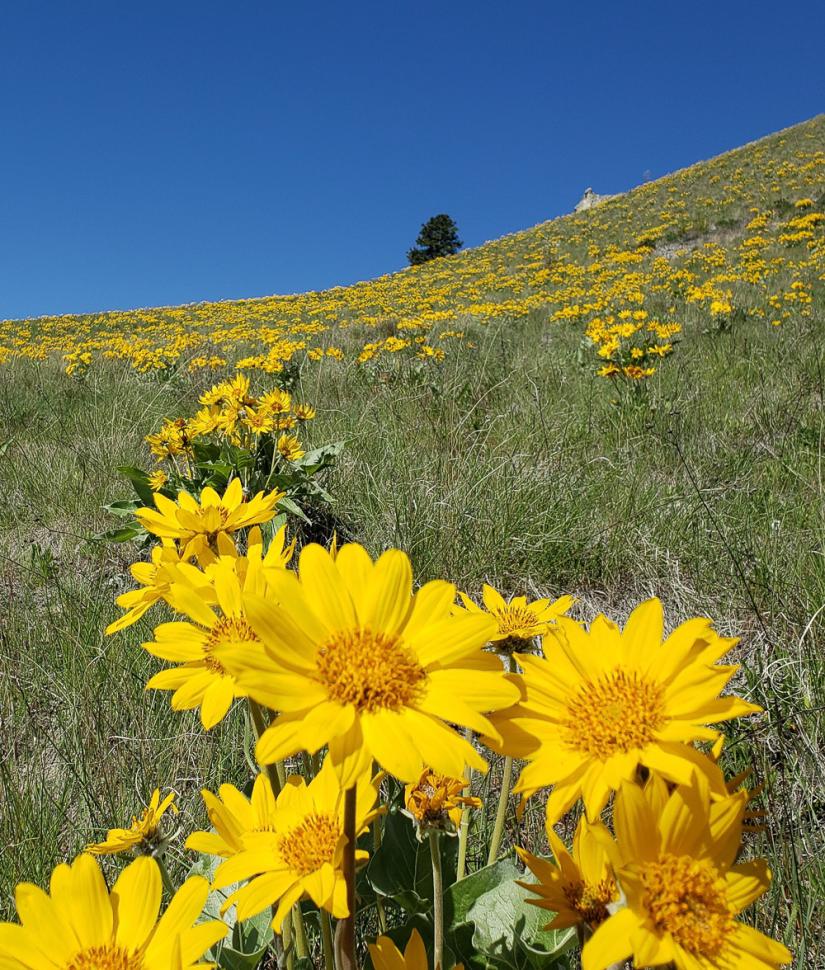 blossoms121_allisongilbert