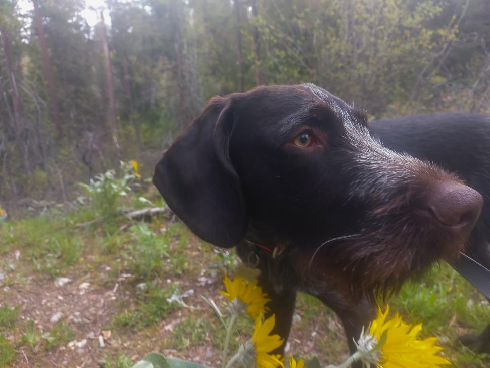 blossoms96_carakirkey