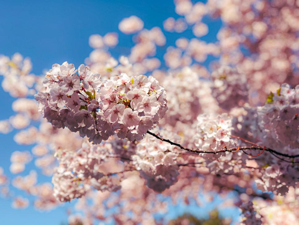 blossoms97_himanikatyal