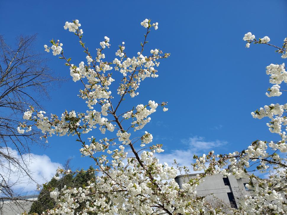 blossoms98_jeoungsuksu