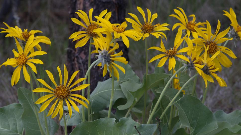 blossoms99_robertlalonde