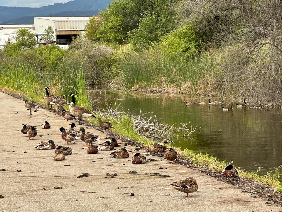 amir_ardestani-jaafari2