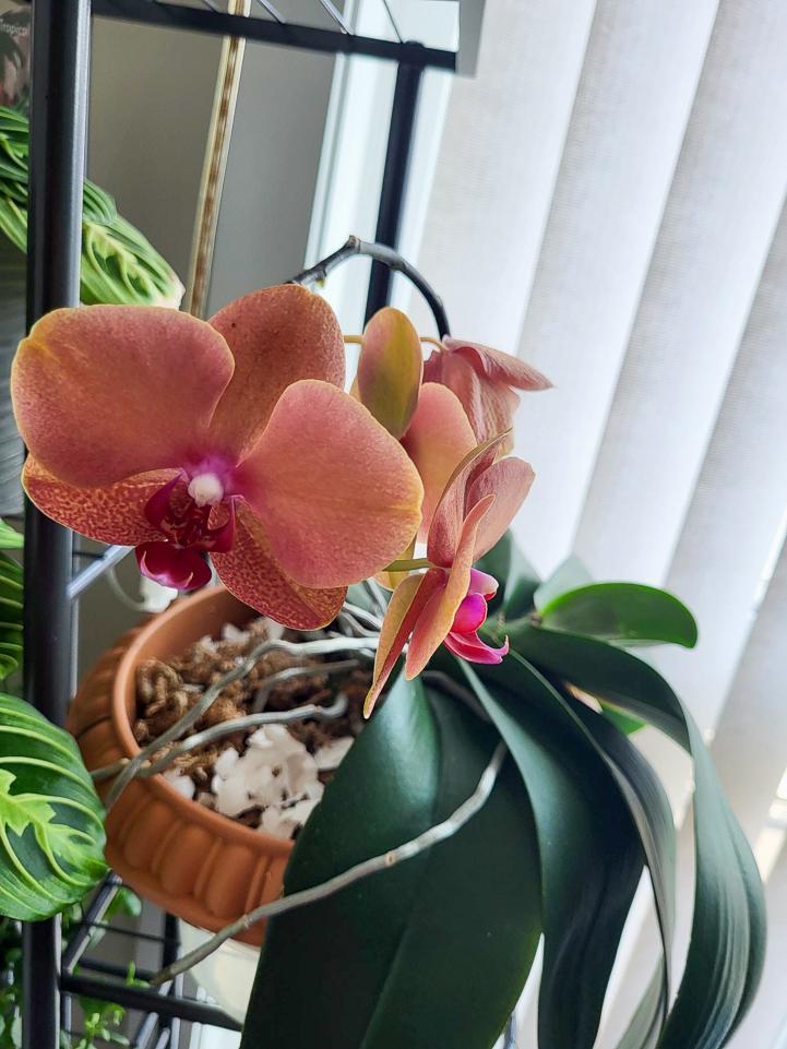 elizabeth_buensuceso