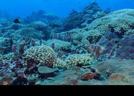 UBCO researcher uses computer modelling to predict reef health