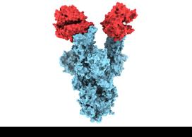 B.1.1.7 COVID-19 mutation