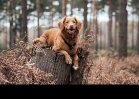 Dog sitting on tree stump