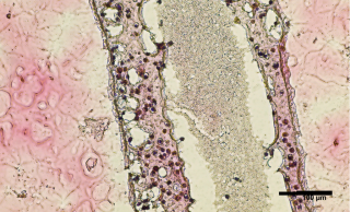 Cross section of human testicular cells 3D printed into a tubular structure