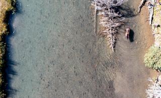 Whitehorse Rapids Fish Hatchery