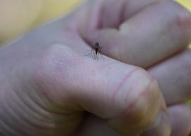 Mosquito on hand