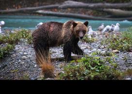 Grizzly bear