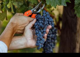 Okanagan grapes