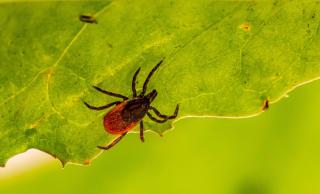Ticks Lyme disease