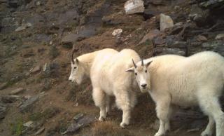 mountain goats 