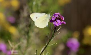 Cabbage White butterfly